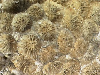 Media type: image; Invertebrate Zoology CNID-5191